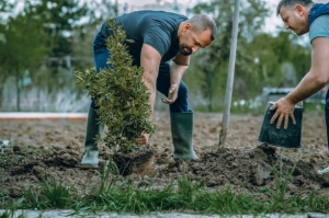 Digging Deep - Uncover the Secrets of Tree Root Removal!