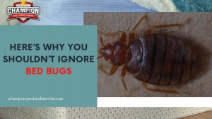 Here’s why you shouldn’t ignore Bed Bugs