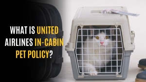 What is United Airlines In-cabin pet policy?