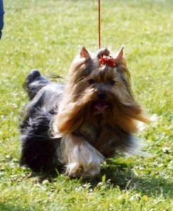 The Yorkshire Terrier, often abbreviated as Yorkie, is a small and charming toy breed 