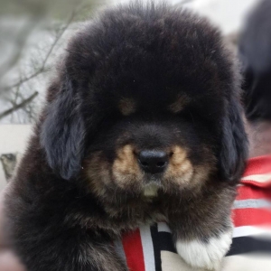 Tibetan mastiff Puppies for sale