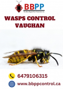 Prevent Wasp Infestation or it Will Prove Disastrous for Family