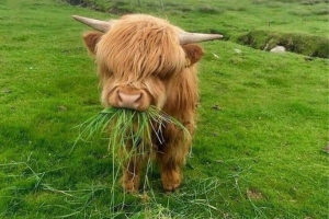 Miniature Highland Cattle: The Perfect Addition to Your Farm