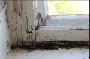 The Importance of Mould Removal in Water Damage Restoration by Flood Restoration Melbourne
