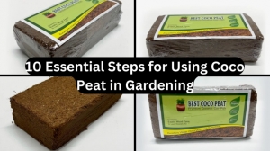 10 Essential Steps for Using Coco Peat in Gardening