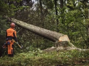 Beyond the Chainsaw: The Hidden World of Tree Removal