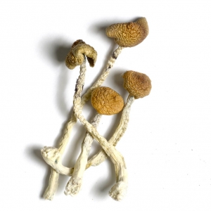 What Are The Different Types Of Magic Mushroom Dosage