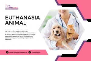 Euthanasia Cat : A Guide for Pet Owners | WW Mobile Veterinary Services