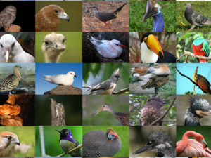 A Comprehensive Guide to Bird Types: Soaring Through Avian Diversity 