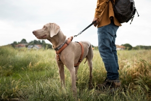 Top Hunting Dog Breeds