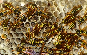 Effective Solutions By Bee and Wasp Exterminator in Wilton