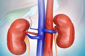 How to Get a Kidney Function Blood Test at Home in Dubai