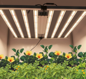 Spider Light for Indoor Gardening: Understanding the Basics