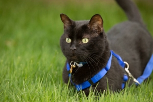 The Ultimate Guide to Finding the Best Harness for Big Dogs and Cats