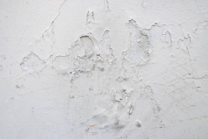 6 Critical Considerations for Mold Damage Claims in Orlando, FL