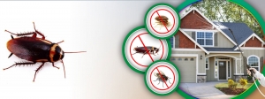 Say Goodbye to Bed Bugs - Trusted Bed Bug Control Coquitlam