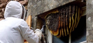 The Ultimate Guide to Pest Control in Wilton