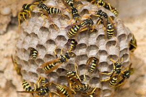 The Importance of Professional Bee Control in Wilton