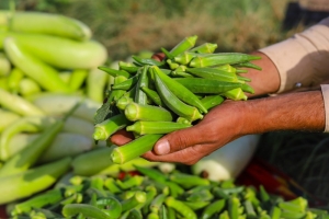 Okra Excellence: Shana Foods' Frozen Flavor and Quality