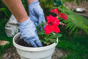 Transform Your Backyard: Essential Tips for Gardening at Home