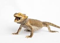 What is bearded Dragon?