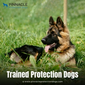 Top Tips for Choosing a Fully Trained Belgian Malinois for Sale