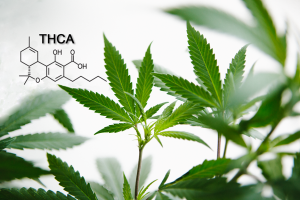 Nutritional Benefits of Hemp-Derived THCa for Specific Needs