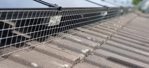 The Necessity of Pigeon-Proofing Your Solar Panels 