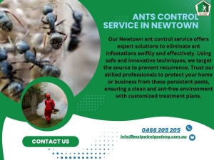 Ant Control vs. Extermination: Which Approach is Right for You?