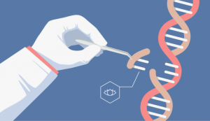 Gene Editing Market Size, Share and Growth Report 2030