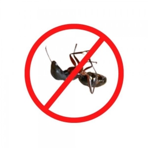 Effective Ant Control Solutions in NYC & NJ Strategies and Tips