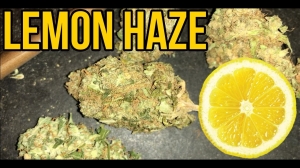 Lemon Haze Strain - Discover it's Unbeatable Qualities