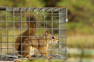 Where to Start with Critter Control: A Step-by-Step Guide