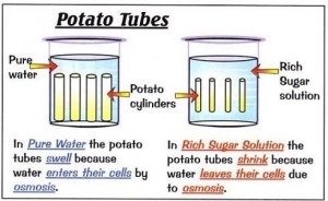 Understanding Diffusion in Gases: A Key Concept in Chemistry and Physics