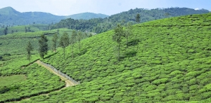 Kerala tour packages from Pune - A Trip Filled With Love, Romance, and Adventure