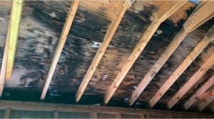 Attic Mold Removal: Your Essential Guide to a Healthier Home and Peace of Mind