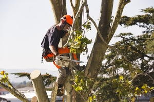 The Essential Guide to Tree Removal