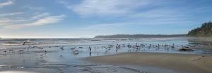 Discover Ucluelet and Tofino: Charming Places to Stay