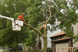 The Environmental Impact of Tree Trimming in Christchurch