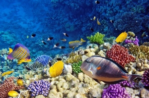 Red Sea In Egypt