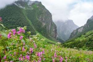 Top Reasons to Experience the Valley of Flowers Trek
