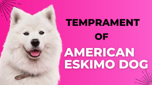 Temperament American Eskimo Dog