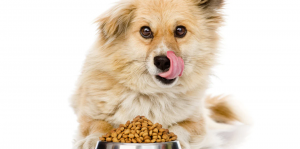 Convenient Canine Cuisine: Exploring The Pet Pantry's Dog Food Delivery Service