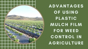 Advantages of Using Plastic Mulch Film for Weed Control in Agriculture