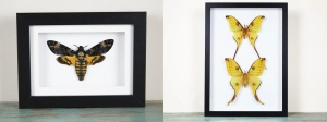 Framed Death Moth and Comet Moth by Newman Art Designs