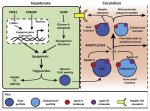 Metabolism and Detection of Triacylglycerol