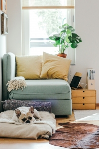 How to Improve Your Home's Air Quality and Why It Matters