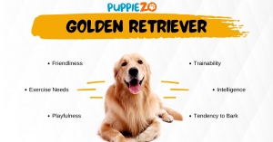 Buy golden retriever for Sale in India: A Comprehensive Guide