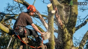 Weathering the Storm: How Arborists Ensure Safe Trees in Jacksonville