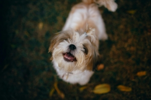 Ultimate Guide to Treating Mouth Sores and Ulcers in Cats and Dogs